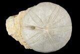 Jurassic Sea Urchin (Clypeus) Fossil - England #177050-1
